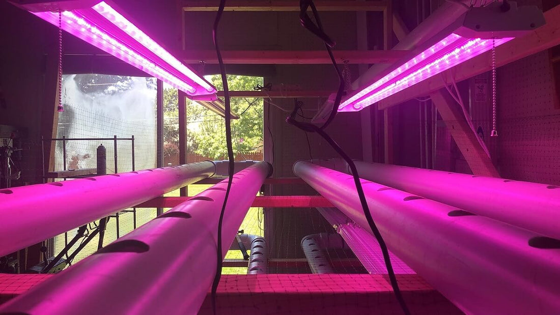 Do LED Lights Help Plants Grow