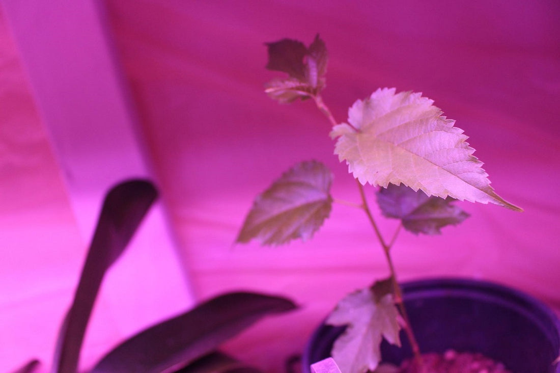 Can You Use Led Lights to Grow Plants?
