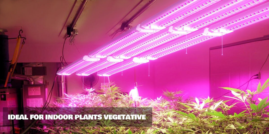 Can Any LED Light be Used as A Grow Light