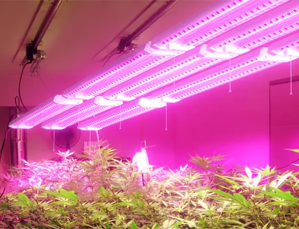 full spectrum led grow lights